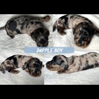 Dachshund (Miniature Long Haired)