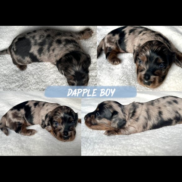 Dachshund (Miniature Long Haired)