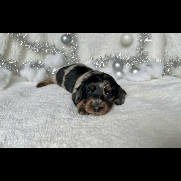 Dachshund (Miniature Long Haired)
