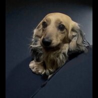 Dachshund (Miniature Long Haired)