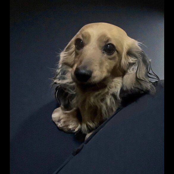 Dachshund (Miniature Long Haired)