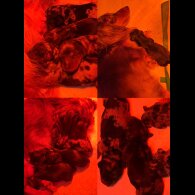 Dachshund (Miniature Long Haired)