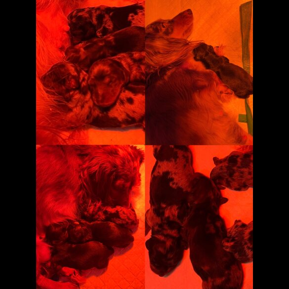 Dachshund (Miniature Long Haired)