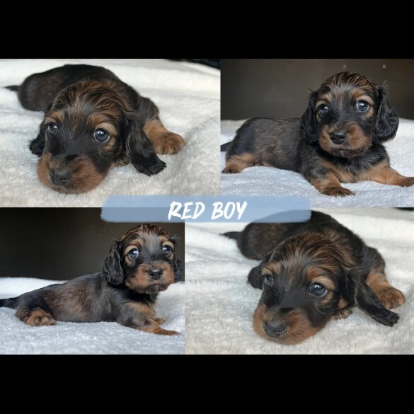 Dachshund (Miniature Long Haired)