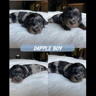 Dachshund (Miniature Long Haired)