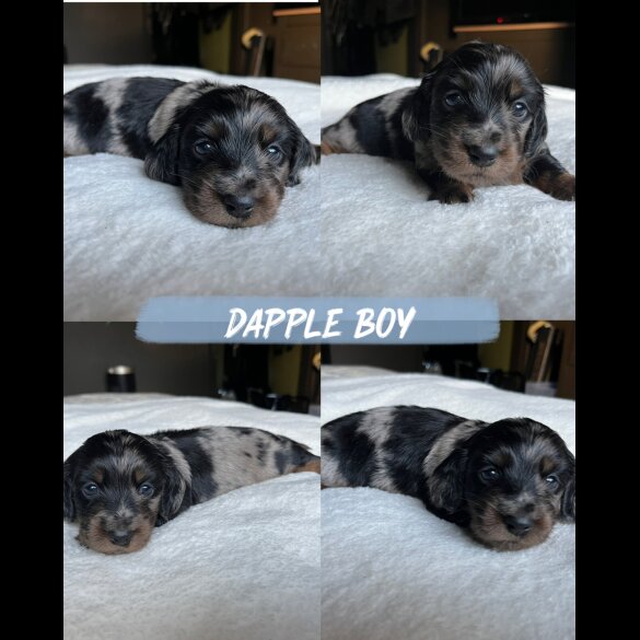 Dachshund (Miniature Long Haired)