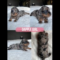 Dachshund (Miniature Long Haired)