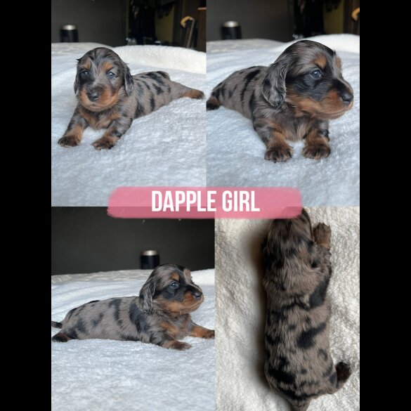 Dachshund (Miniature Long Haired)