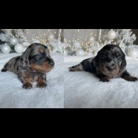 Dachshund (Miniature Long Haired)