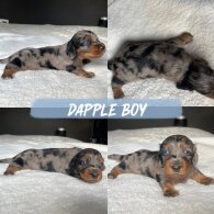 Dachshund (Miniature Long Haired)