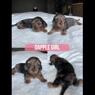 Dachshund (Miniature Long Haired)