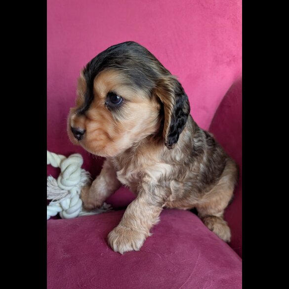 Cocker Spaniel (Show)