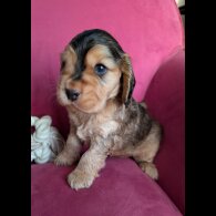 Cocker Spaniel (Show)