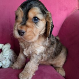 Cocker Spaniel (Show)