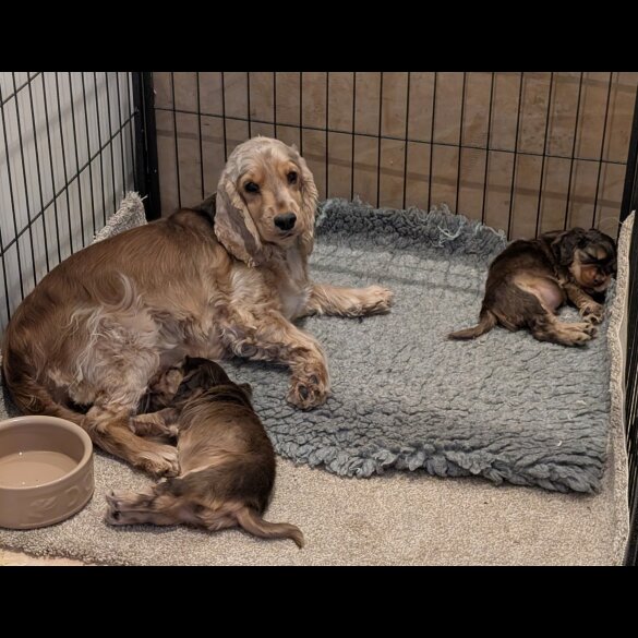 Cocker Spaniel (Show)