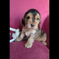 Cocker Spaniel (Show)