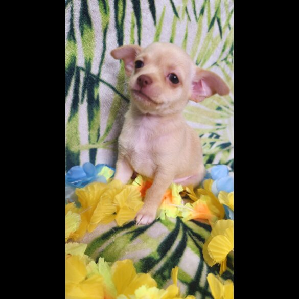 Chihuahua