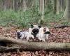 Pug