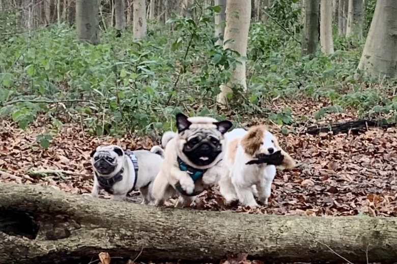 Pug