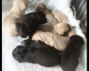 Pug