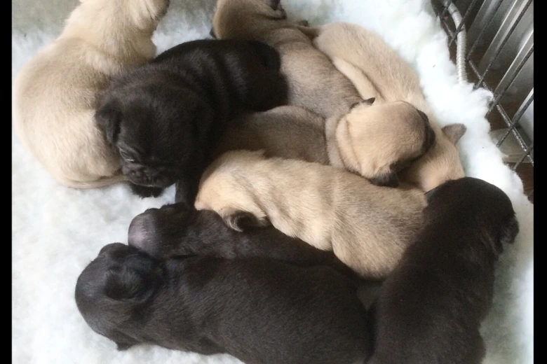 Pug
