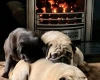Pug