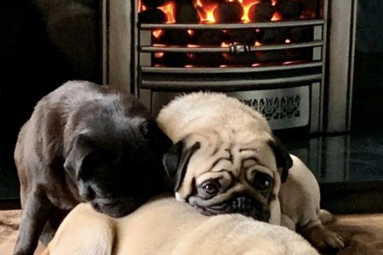 Pug
