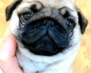 Pug