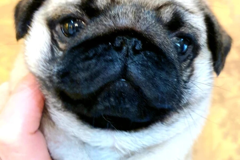 Pug