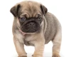Pug