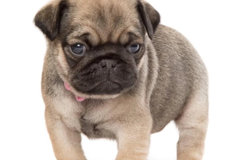 Pug