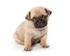 Pug
