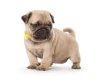Pug
