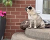 Pug
