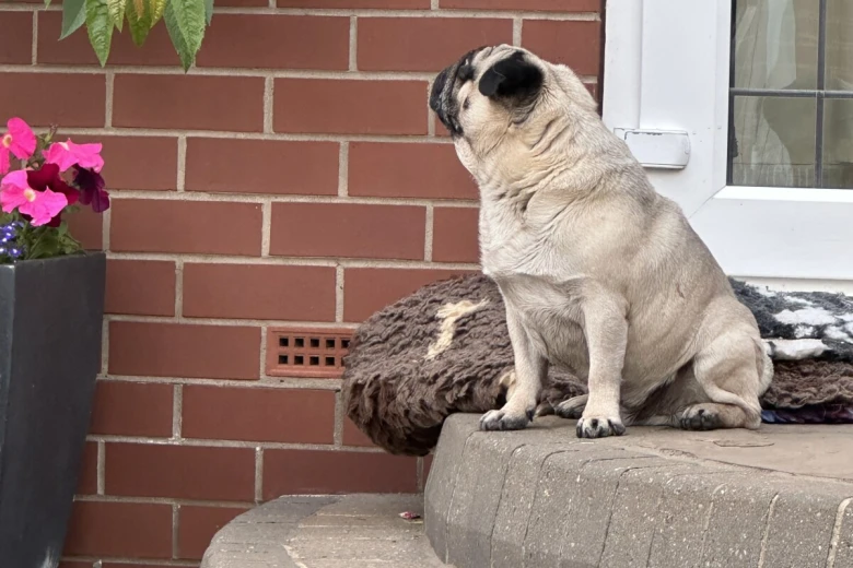 Pug