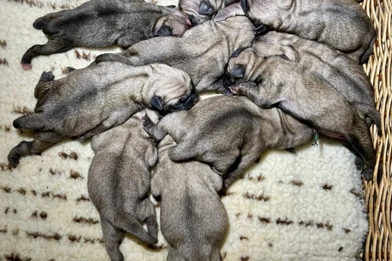 Pug