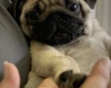 Pug