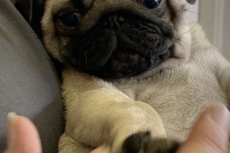 Pug