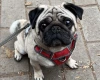 Pug