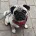 Pug
