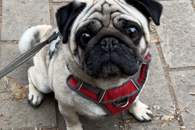 Pug
