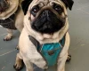 Pug