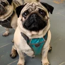 Pug