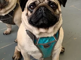 Pug