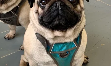 Pug