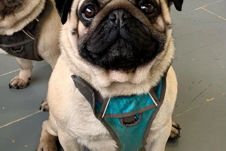 Pug