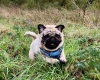 Pug