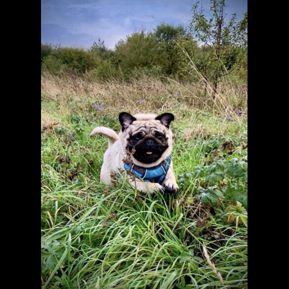 Pug