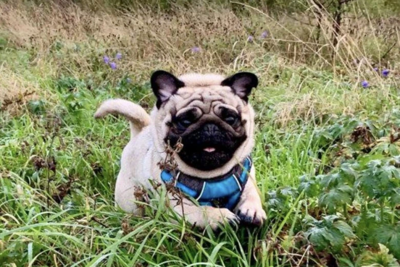 Pug