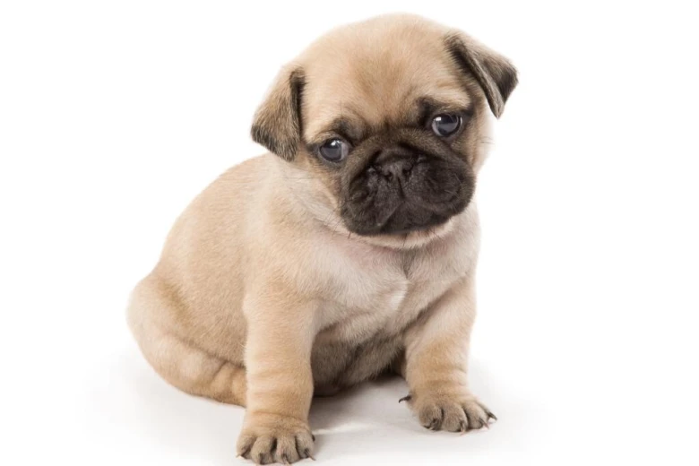 Pug